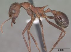 Aphaenogaster albisetosa casent0102824 profile 1 by April Nobile. Used under a CC BY 4.0 license.