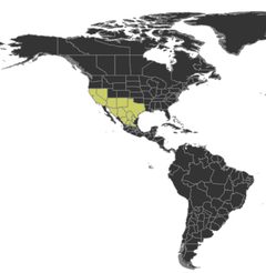 Distribution of Novomessor albisetosus by Steve Shattuck. Used under a CC BY-SA 3.0 license.