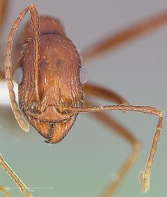 Aphaenogaster cockerelli casent0005723 head 1 by wikipedia. Used under a CC BY 4.0 license.