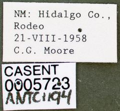 Aphaenogaster cockerelli casent0005723 label 1 by wikipedia. Used under a CC BY 4.0 license.