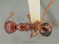Aphaenogaster cockerelli castype00622 dorsal 1 by wikipedia. Used under a CC BY 4.0 license.