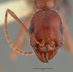 Aphaenogaster cockerelli castype00622 head 1 by wikipedia. Used under a CC BY 4.0 license.