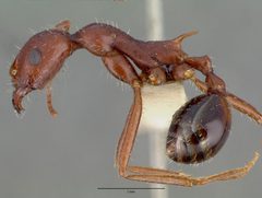 Aphaenogaster cockerelli castype00622 profile 1 by wikipedia. Used under a CC BY 4.0 license.