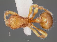Rogeria creightoni casent0003231 dorsal 1 by wikipedia. Used under a CC BY 4.0 license.