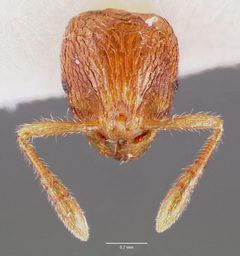 Rogeria creightoni casent0003231 head 1 by wikipedia. Used under a CC BY 4.0 license.