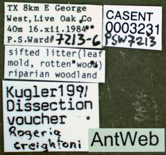 Rogeria creightoni casent0003231 label 1 by April Nobile. Used under a CC BY 4.0 license.
