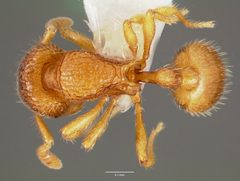 Rogeria creightoni casent0006067 dorsal 1 by wikipedia. Used under a CC BY 4.0 license.
