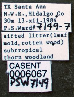 Rogeria creightoni casent0006067 label 1 by wikipedia. Used under a CC BY 4.0 license.