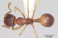 Stenamma chiricahua casent0000297 dorsal 1 by April Nobile. Used under a CC BY 4.0 license.
