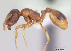 Stenamma chiricahua casent0000297 profile 1 by April Nobile. Used under a CC BY 4.0 license.