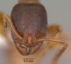 Stenamma chiricahua casent0104469 head 1 by April Nobile. Used under a CC BY 4.0 license.