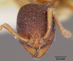 Stenamma chiricahua casent0104793 head 1 by April Nobile. Used under a CC BY 4.0 license.