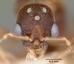 Stenamma chiricahua casent0104794 head 1 by April Nobile. Used under a CC BY 4.0 license.