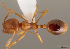 Stenamma diecki casent0005811 dorsal 1 by April Nobile. Used under a CC BY 4.0 license.