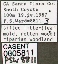 Stenamma diecki casent0005811 label 1 by wikipedia. Used under a CC BY 4.0 license.
