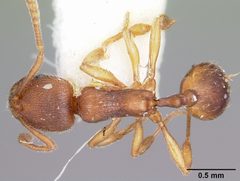 Stenamma impar casent0104795 dorsal 1 by April Nobile. Used under a CC BY 4.0 license.