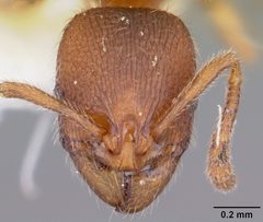 Stenamma impar casent0104795 head 1 by April Nobile. Used under a CC BY 4.0 license.