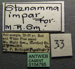 Stenamma impar casent0104795 label 1 by April Nobile. Used under a CC BY 4.0 license.