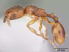 Stenamma impar casent0104795 profile 1 by April Nobile. Used under a CC BY 4.0 license.