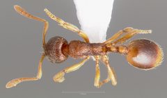Stenamma snellingi casent0005823 dorsal 1 by wikipedia. Used under a CC BY 4.0 license.
