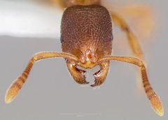Stenamma snellingi casent0005823 head 1 by wikipedia. Used under a CC BY 4.0 license.