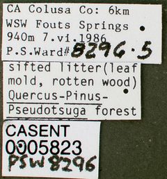 Stenamma snellingi casent0005823 label 1 by wikipedia. Used under a CC BY 4.0 license.