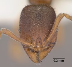 Stenamma snellingi casent0102902 head 1 by Jen Fogarty. Used under a CC BY 4.0 license.