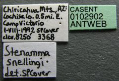 Stenamma snellingi casent0102902 label 1 by Jen Fogarty. Used under a CC BY 4.0 license.
