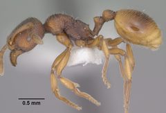 Stenamma snellingi casent0102902 profile 1 by Jen Fogarty. Used under a CC BY 4.0 license.