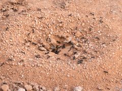 Veromessor pergandei-mound by peterwchen. Used under a CC BY 4.0 license.