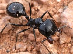 Veromessor pergandei-worker by peterwchen. Used under a CC BY 4.0 license.