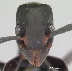 Platythyrea punctata casent0006819 head 1 by April Nobile. Used under a CC BY 4.0 license.