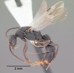 Platythyrea punctata casent0104428 profile 2 by April Nobile. Used under a CC BY 4.0 license.