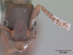 Platythyrea punctata casent0104429 head 1 by April Nobile. Used under a CC BY 4.0 license.