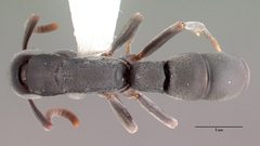 Platythyrea punctata psw7638-2 dorsal 1 by wikipedia. Used under a CC BY 4.0 license.