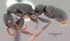 Platythyrea punctata psw7638-2 profile 1 by wikipedia. Used under a CC BY 4.0 license.