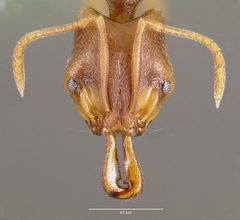 Anochetus mayri casent0003324 head 1 by wikipedia. Used under a CC BY 4.0 license.