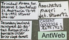 Anochetus mayri casent0003324 label 1 by April Nobile. Used under a CC BY 4.0 license.