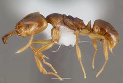Anochetus mayri casent0003324 profile 2 by wikipedia. Used under a CC BY 4.0 license.