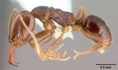 Anochetus mayri casent0010834 profile 1 by April Nobile. Used under a CC BY 4.0 license.