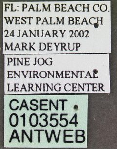 Anochetus mayri casent0103554 label 1 by April Nobile. Used under a CC BY 4.0 license.