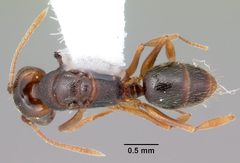 Anochetus mayri casent0103555 dorsal 1 by April Nobile. Used under a CC BY 4.0 license.