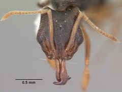 Anochetus mayri casent0103555 head 1 by April Nobile. Used under a CC BY 4.0 license.