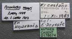 Anochetus mayri casent0178674 label 1 by April Nobile. Used under a CC BY 4.0 license.