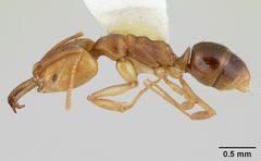 Anochetus mayri casent0178674 profile 1 by April Nobile. Used under a CC BY 4.0 license.