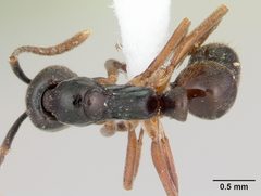 Brachyponera chinensis casent0104738 dorsal 1 by April Nobile. Used under a CC BY 4.0 license.