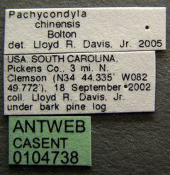 Brachyponera chinensis casent0104738 label 1 by April Nobile. Used under a CC BY 4.0 license.