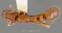 Cryptopone gilva casent0006054 dorsal 1 by wikipedia. Used under a CC BY 4.0 license.
