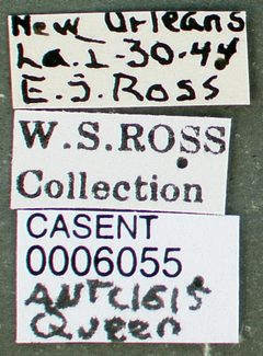 Cryptopone gilva casent0006055 label 1 by wikipedia. Used under a CC BY 4.0 license.
