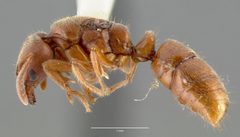 Cryptopone gilva casent0006055 profile 1 by wikipedia. Used under a CC BY 4.0 license.